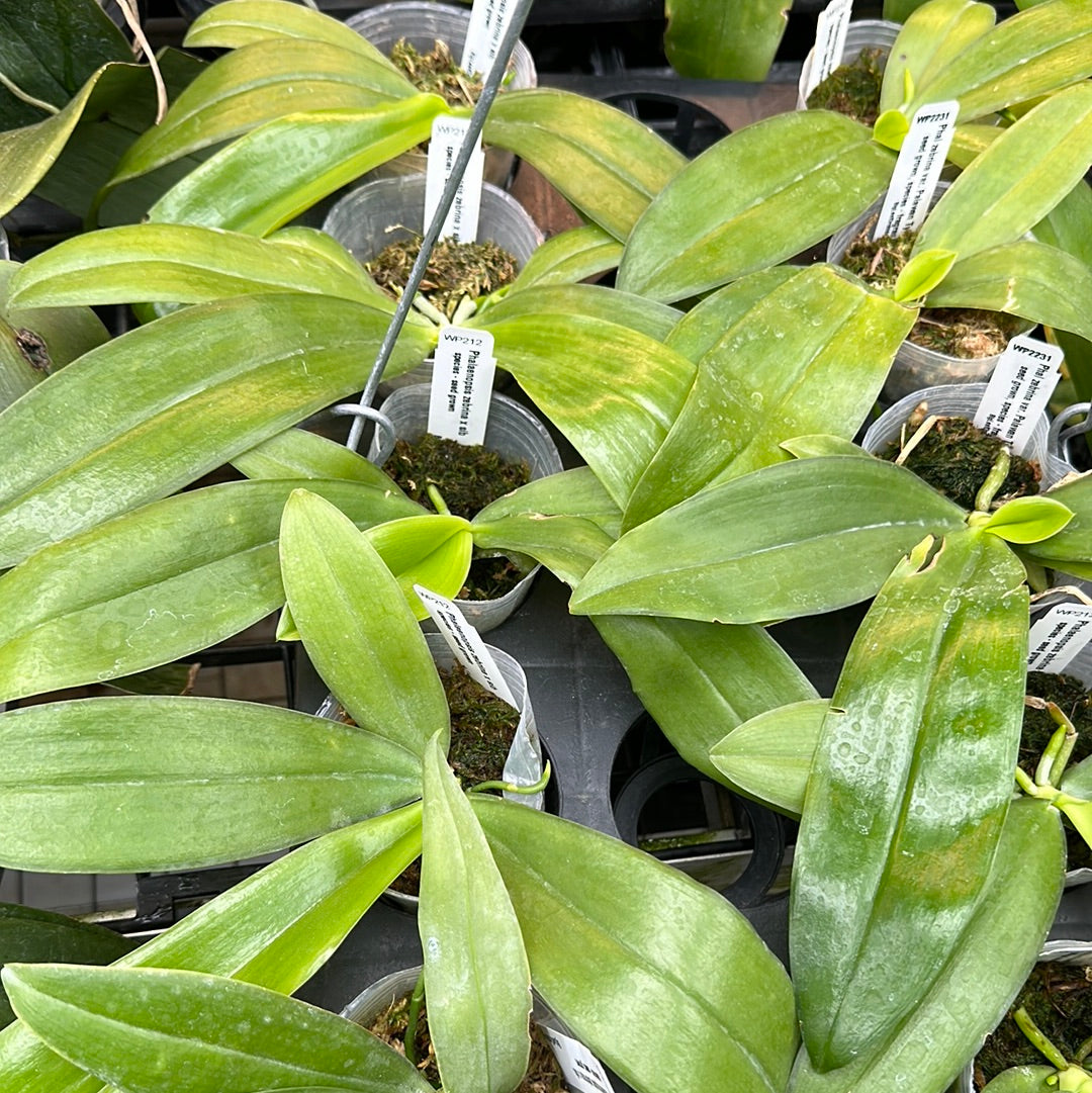 Phalaenopsis zebrina