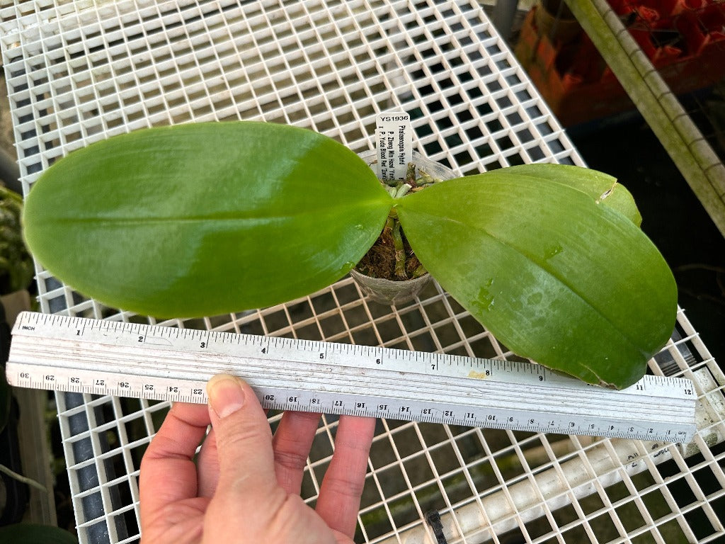 Phalaenopsis Yin's Yew - Seedling