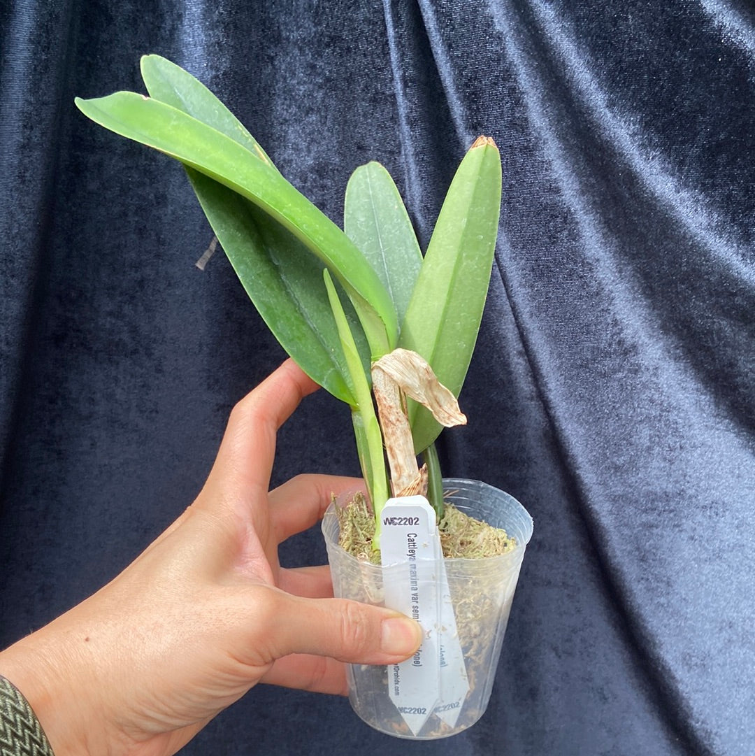 Cattleya maxima var semi-alba (clone)