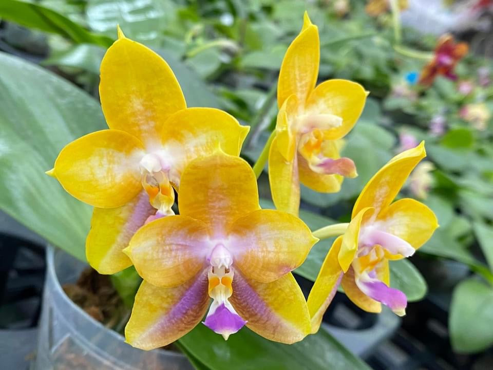 Phalaenopsis Mituo GH King Star 'Blueberry'