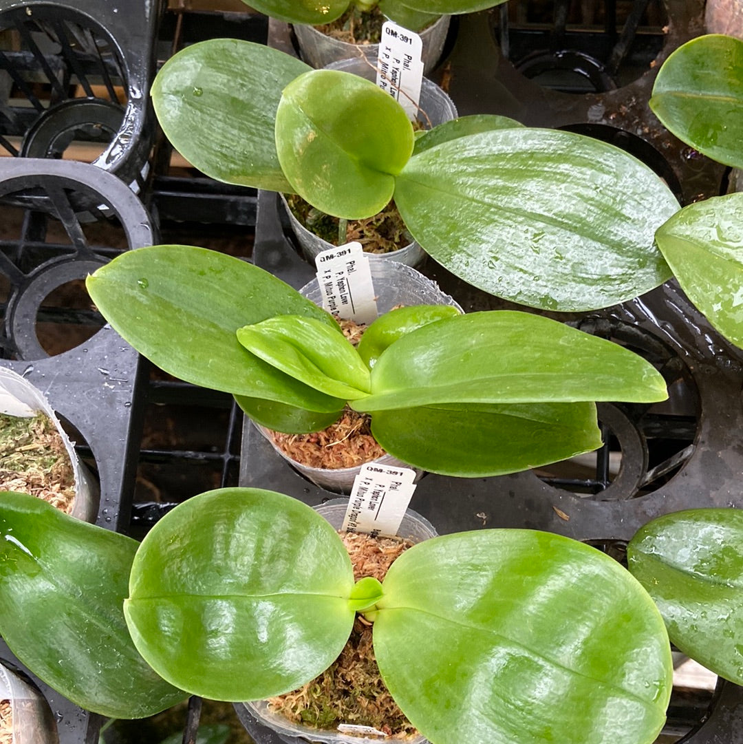 Phalaenopsis Yaphon Lover x Mituo Purple Dragon - New Seedlings