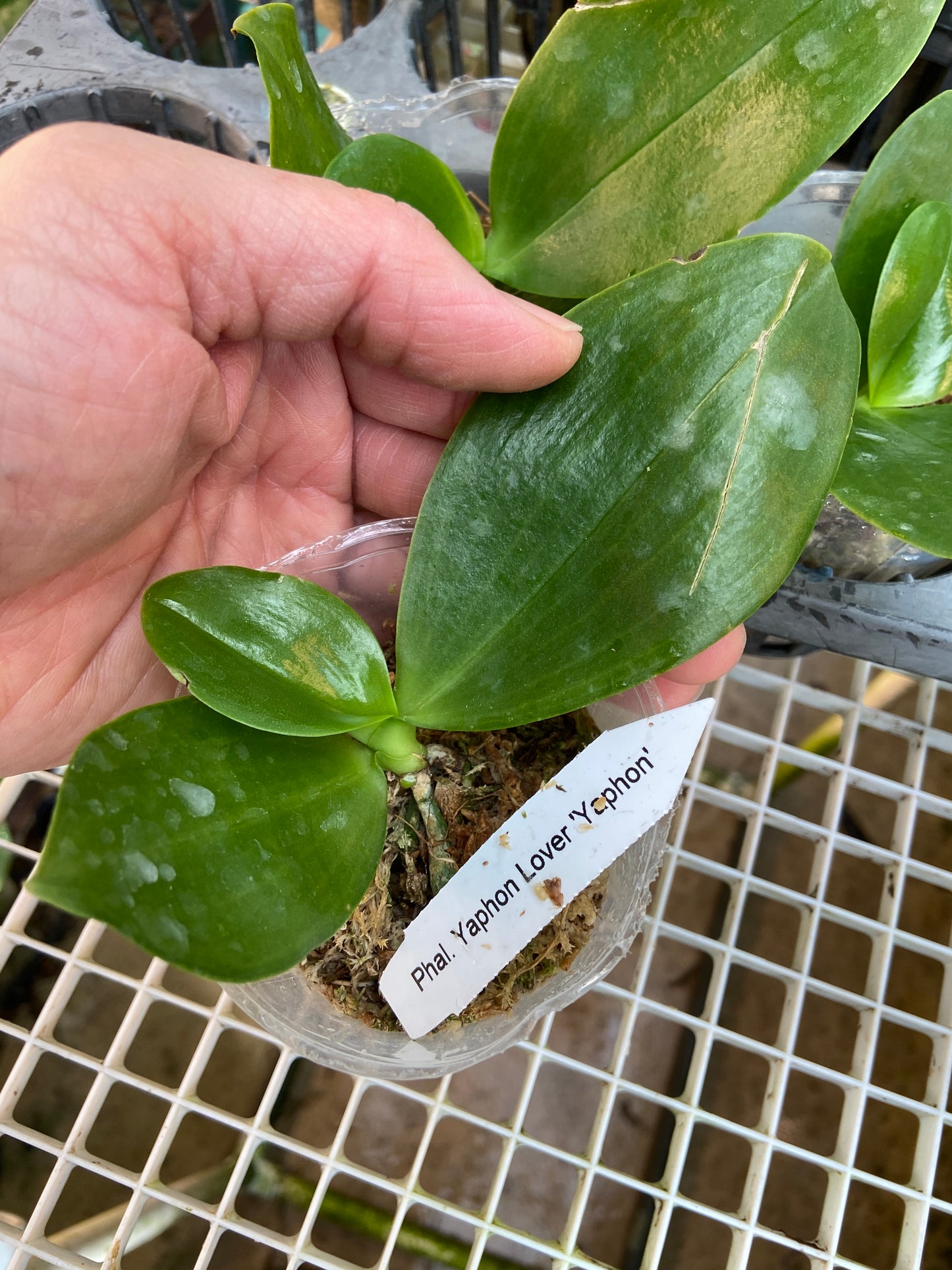 Phalaenopsis Yaphon Lover 'Yaphon'