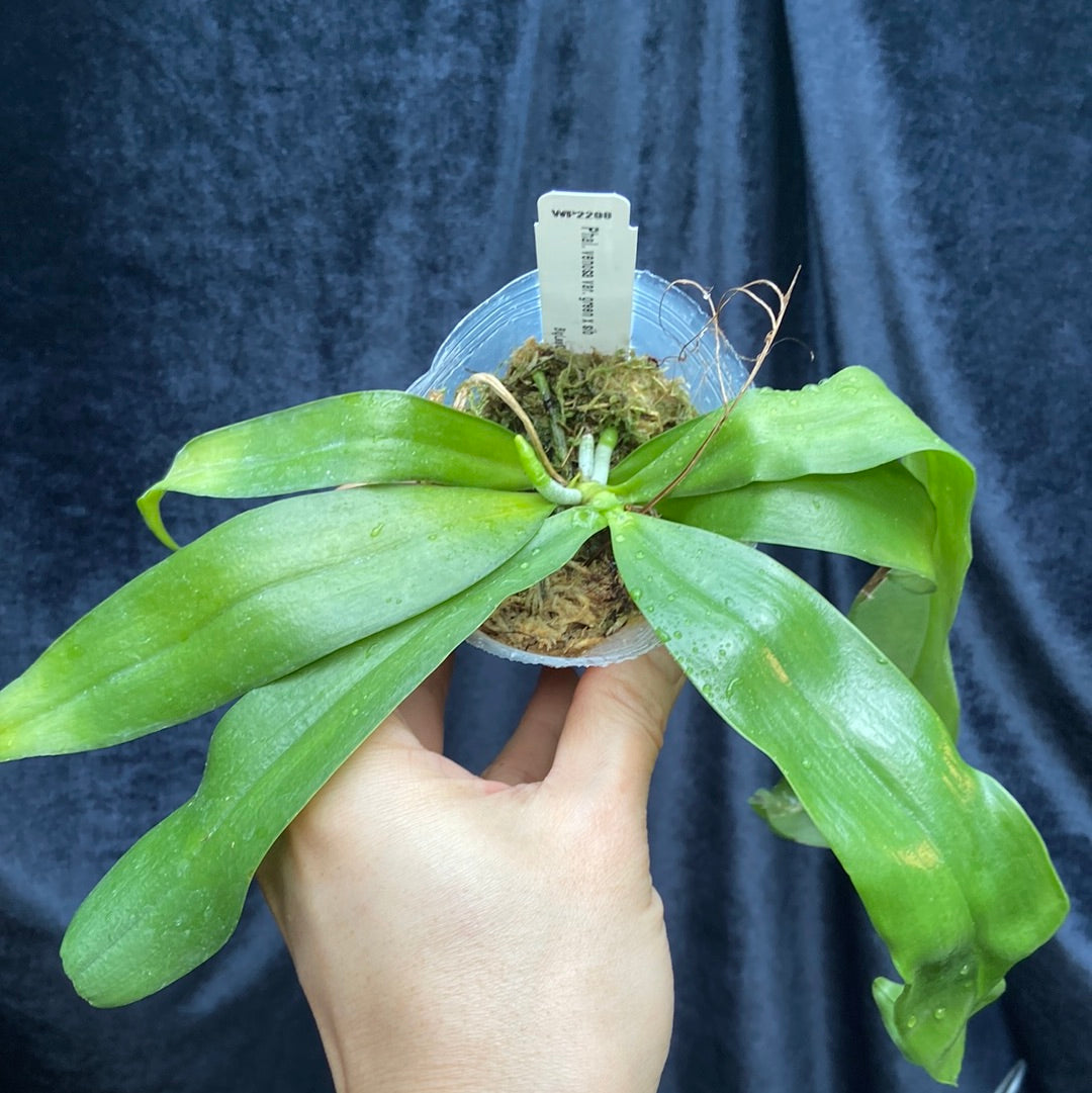 Phalaenopsis venosa var green x sib new