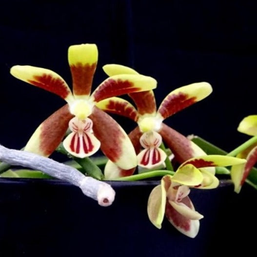 Phalaenopsis kunstleri x sib