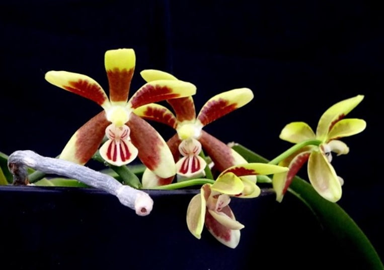 Phalaenopsis kunstleri x sib
