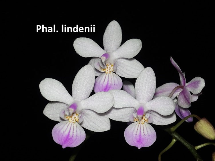 Phalaenopsis lindenii x sib