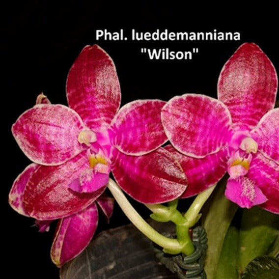 Phalaenopsis lueddemanniana 'Wilson'