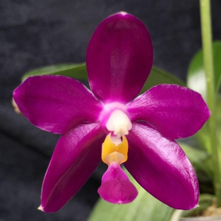 Phalaenopsis pulchra