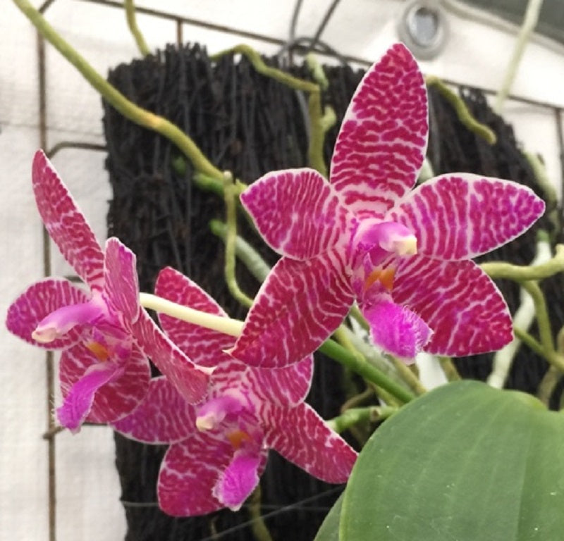 Phalaenopsis lueddemanniana 'Summer Solstice' HCC/AOS