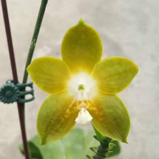 Phalaenopsis venosa var green x sib new